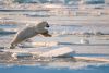 Ein Eisbär auf der Jagd ist im Packeis nördlich von Spitzbergen unterwegs.