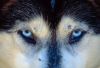 Der Blick: Sibirischer Husky in Muonio in finnisch Lappland