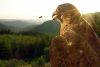 Wanderfalke auf der Hand eines Falkners schnappt nach Wespe, bei Kirchhundem-Oberhundem