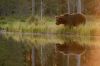 Europäischer Braunbär, Kuhmo, Finnland