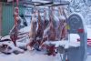 Schlachten unter freiem Himmel bei ist bei -30ºC hygienisch und praktisch. Leider ist das aufgrund von EU-Verordnungen nur noch für den Eigenbedarf der Sami erlaubt. Fleisch für den Verkauf muss unter deutlich weniger hygienischen Bedingungen bei Zimmertemperatur in Schlachthäusern hergestellt werden, da in der EU nicht im freien geschlachtet werden darf ...