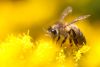 Honigbiene bei Hilchenbach-Hadem