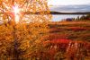 Herbst bei Menesjärvi, Finnland
