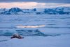 Eisbär bei den Sieben Inseln, Spitzbergen