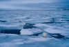 Eisbär im Branntweinfjord, Nordostland, Spitzbergen