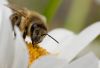 Sauerländer Biene auf Margerite 