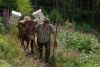 Klaus Strunk aus Oberhundem mit seinem Ochsen Michel auf dem alten Eselspfad, dem historischen Weg zum Alpenhaus auf dem Rothaarkamm im Sauerland