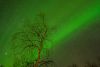 Grün leuchtender Himmel, Utsjoki, Finnland