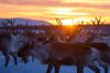 Anfang Februar finden in Lappland die letzten großen Rentier-Scheiden statt. Herden von vielen tausend Tieren werden für ein paar Tage zusammen getrieben. Die Rentierzüchter entscheiden dann, welche Tiere verkauft werden und welche wieder in die Wildnis entlassen werden.